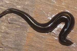 Worm-aliens napadaju teritorij sjedinjenih država Worm-aliens napadaju teritorij sjedinjenih država